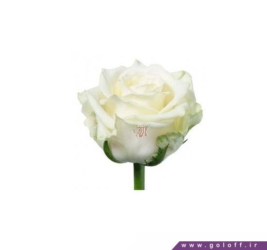 انواع گل رز هلندی - گل رز هلندی وایت نا اُمی - Rose | گل آف